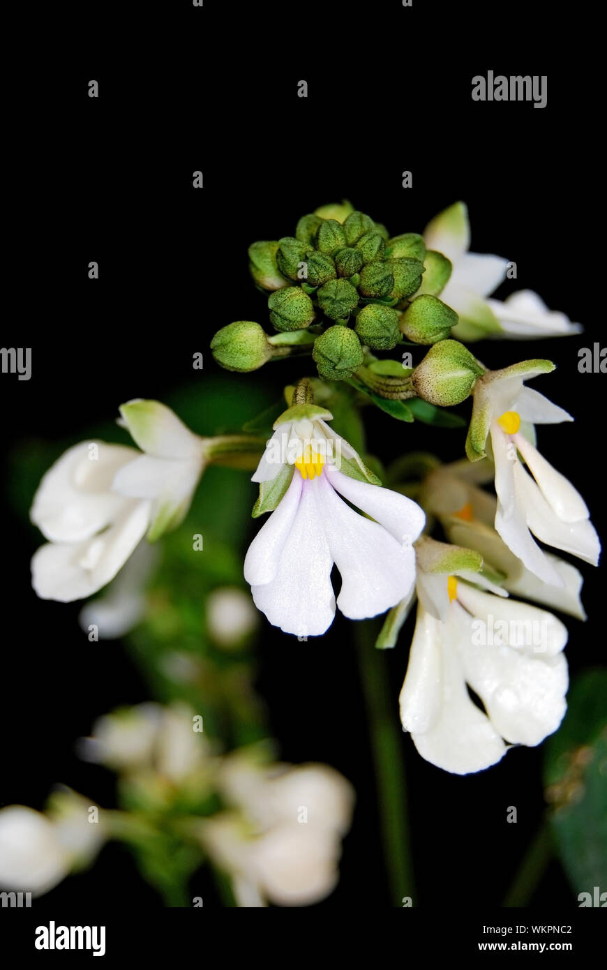 White ground orchid, Calanthe alismifolia, native specie terrestrial orchid Stock Photo