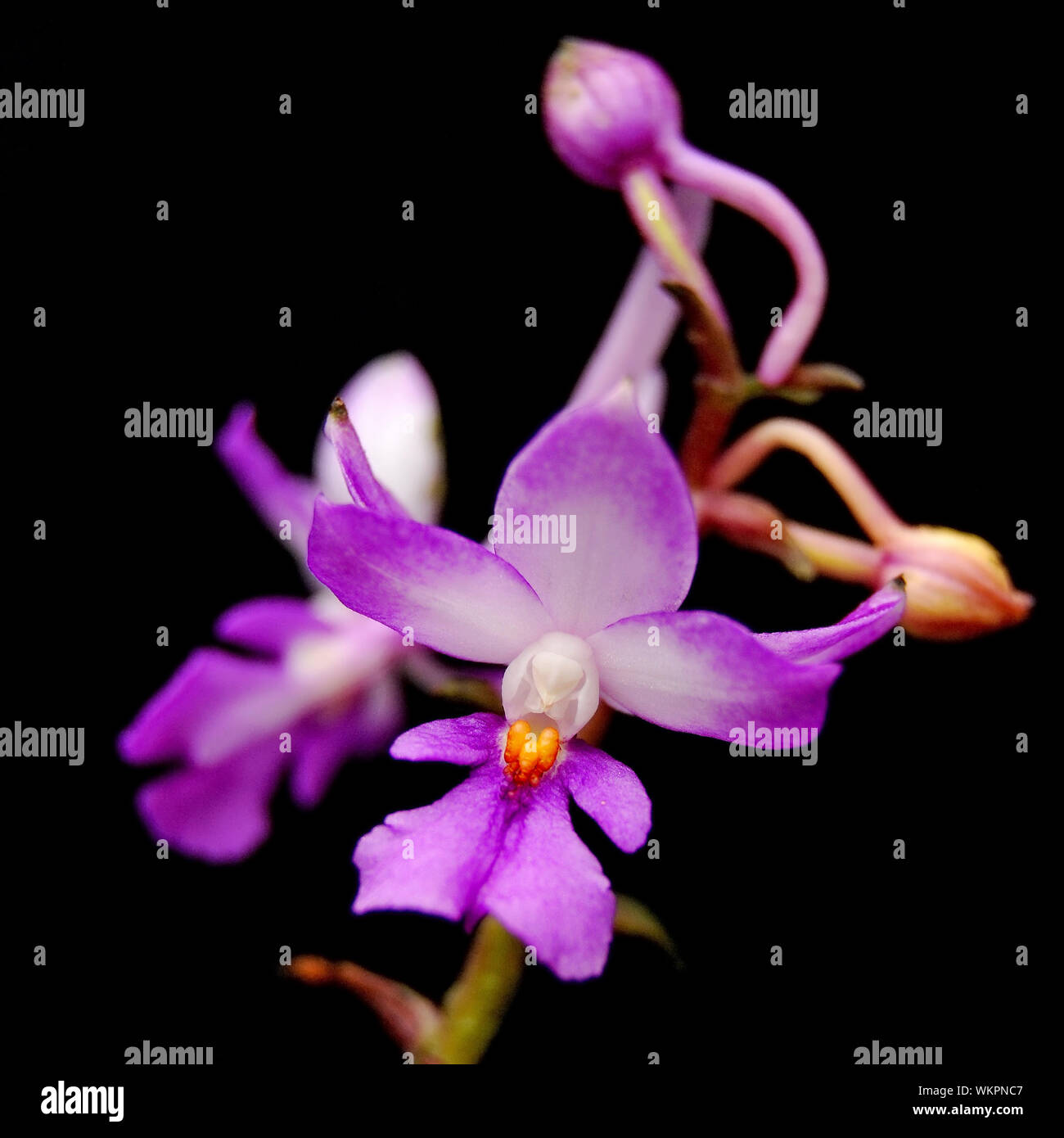 Purple ground orchid, Calanthe madagascariensis, native specie terrestrial orchid Stock Photo