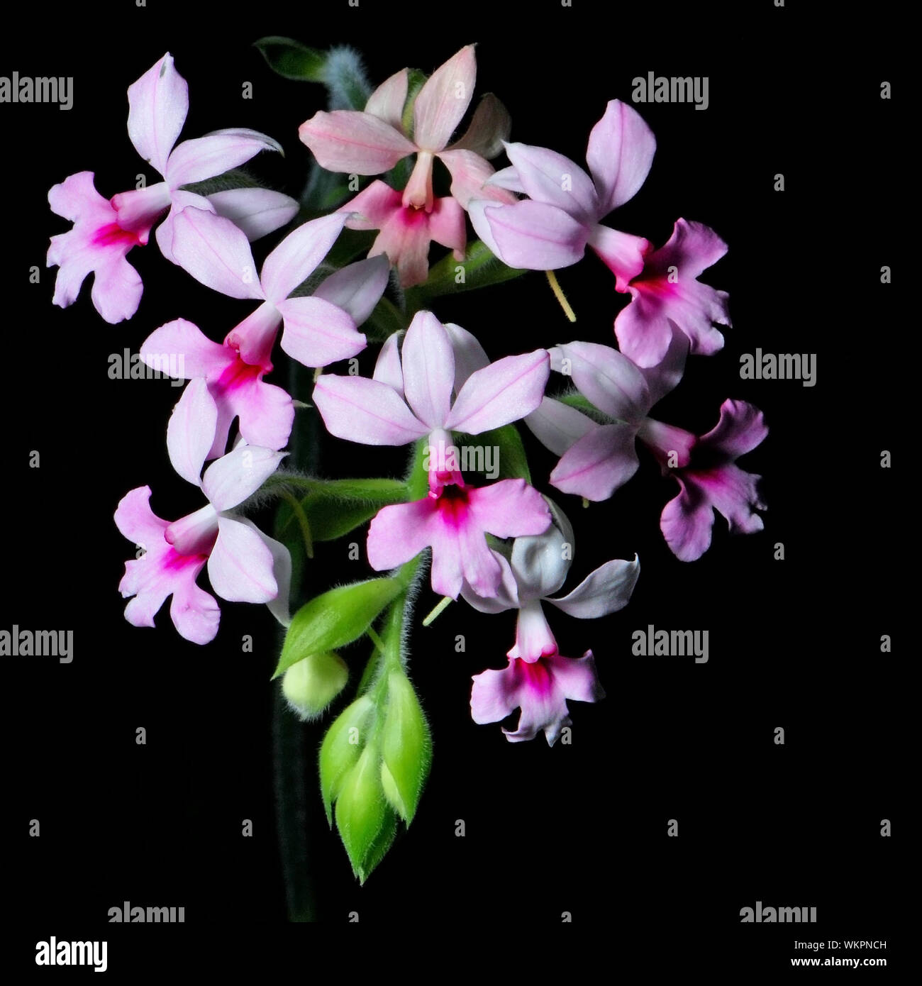 Pink ground orchid, Calanthe rubens, native specie terrestrial orchid in the southeast asian area Stock Photo