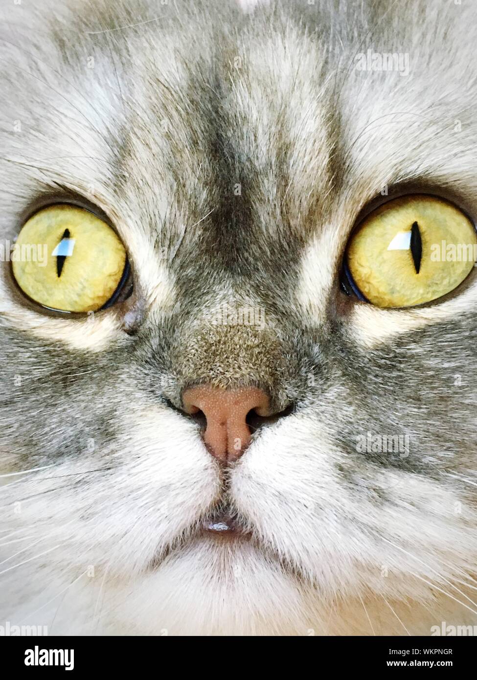 Cat eyes extreme close up hi-res stock photography and images - Alamy