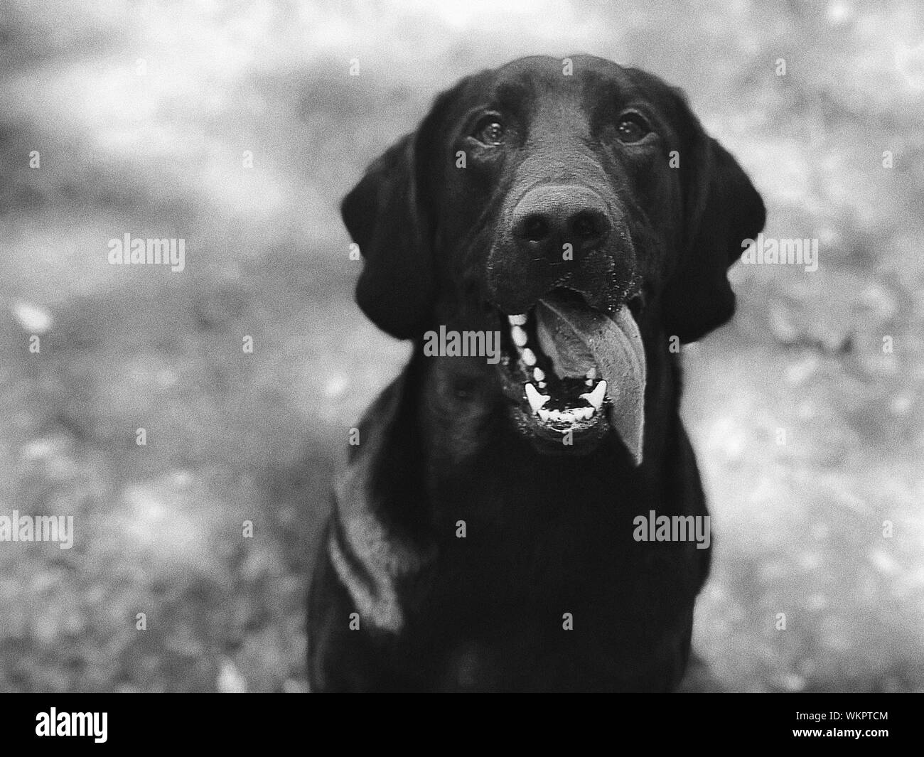 Black labrador looking out hires stock photography and images Alamy