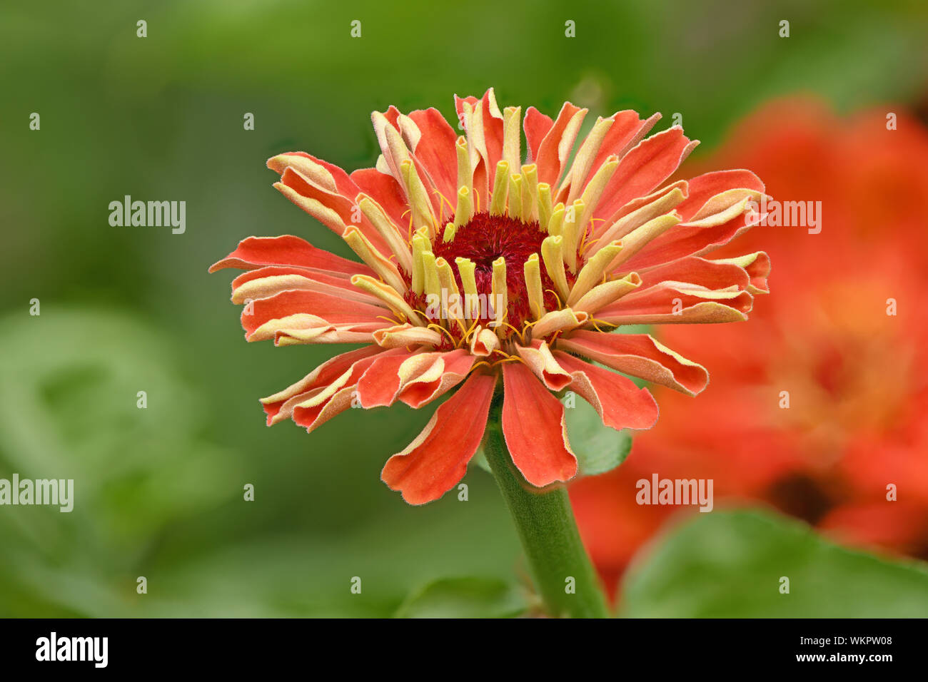 Orange colored zinnia, beautiful flower blooming in the garden. High ...