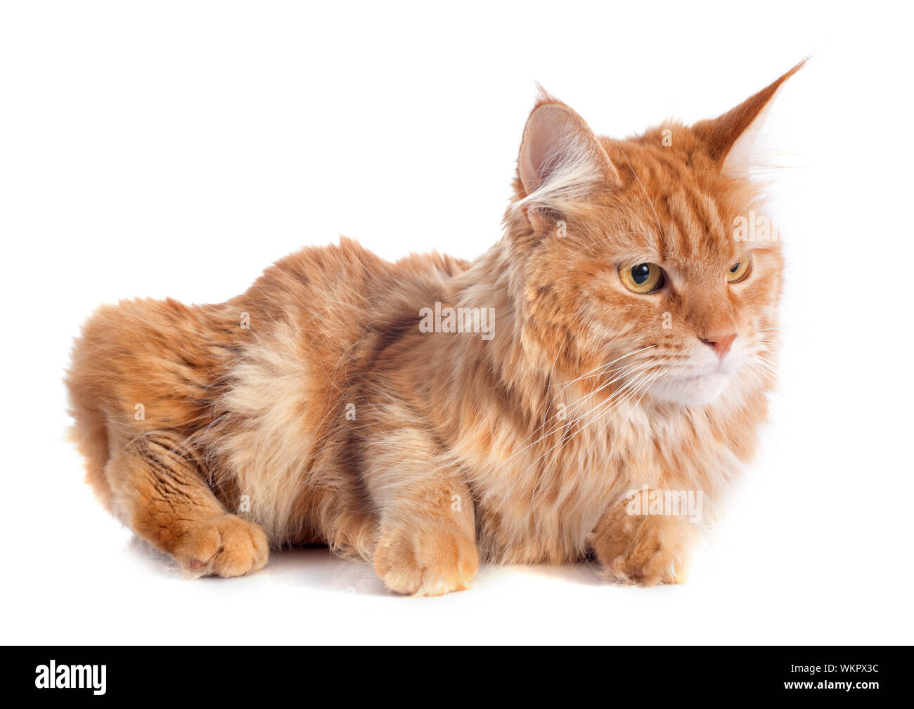 portrait of a purebred maine coon cat on a white background Stock Photo ...