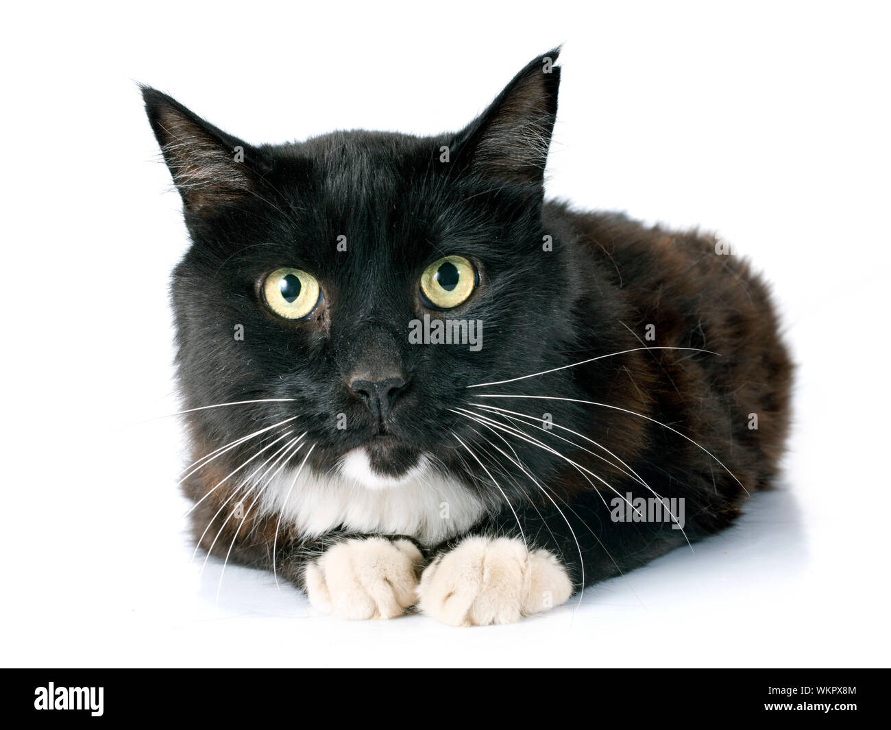 black cat in front of white background Stock Photo - Alamy