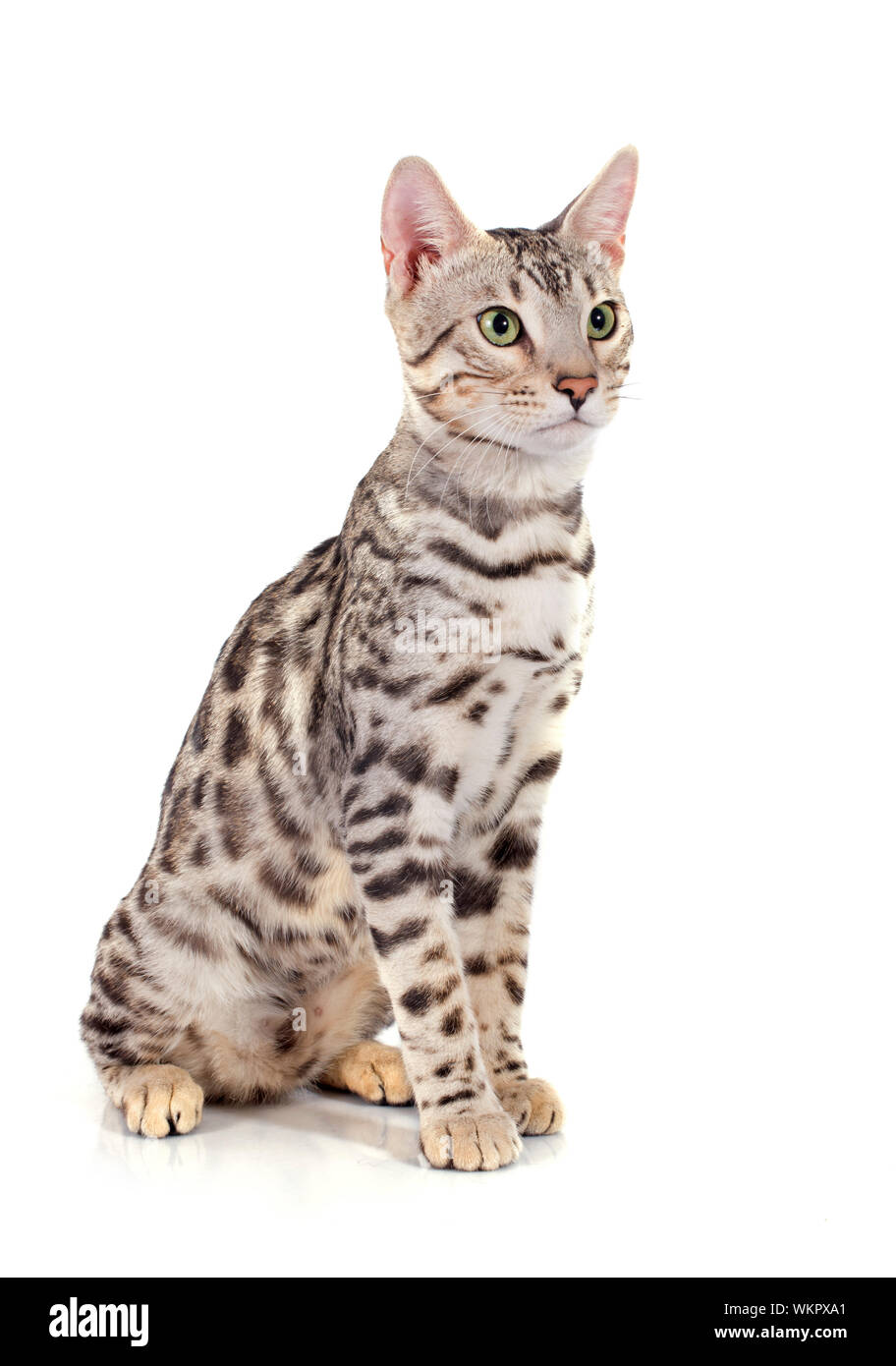 portrait of a purebred bengal cat on a white background Stock Photo Alamy
