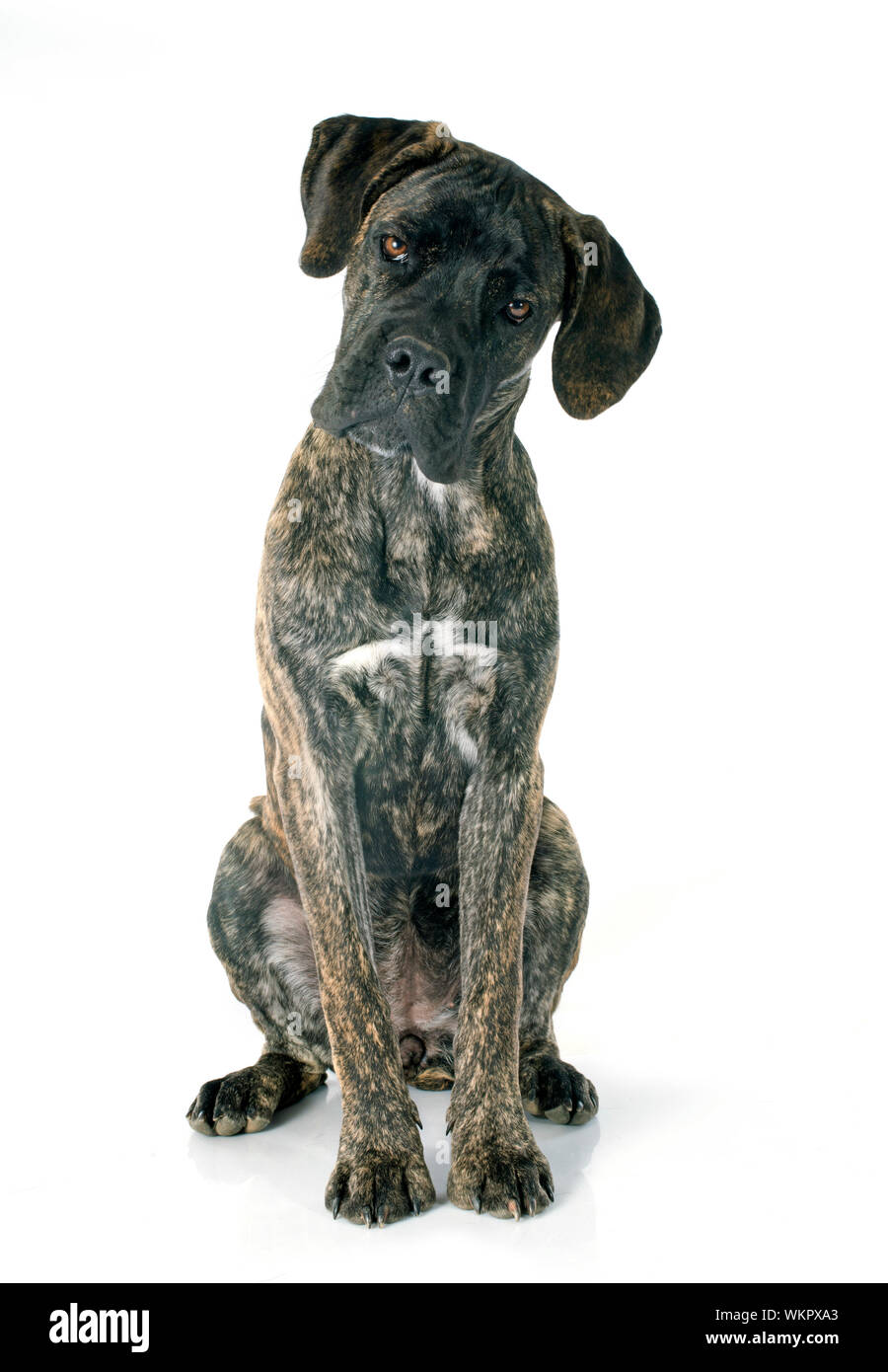 2,900+ Cane Corso Puppy Stock Photos, Pictures & Royalty-Free Images -  iStock