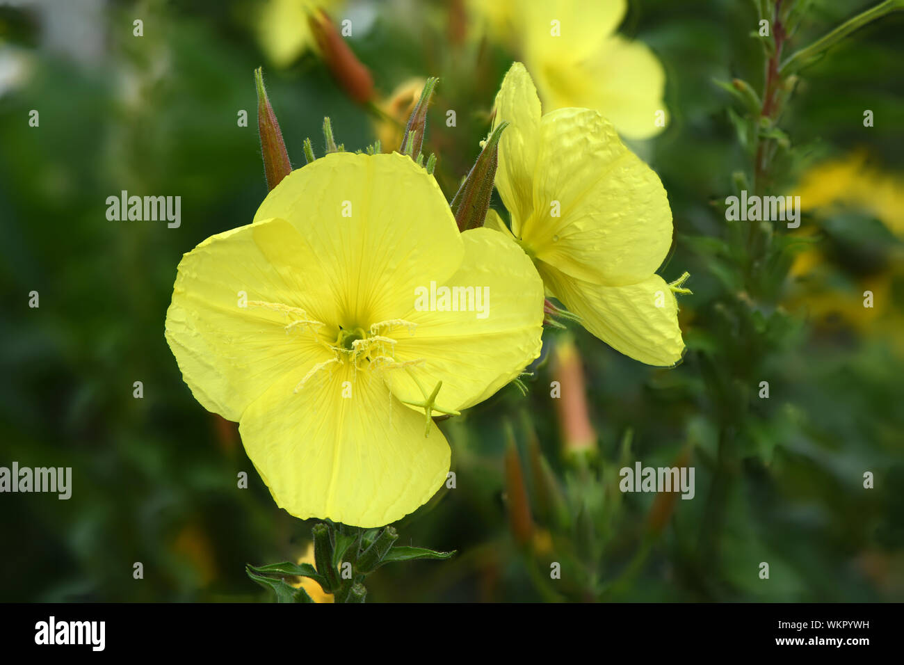 Oenothera