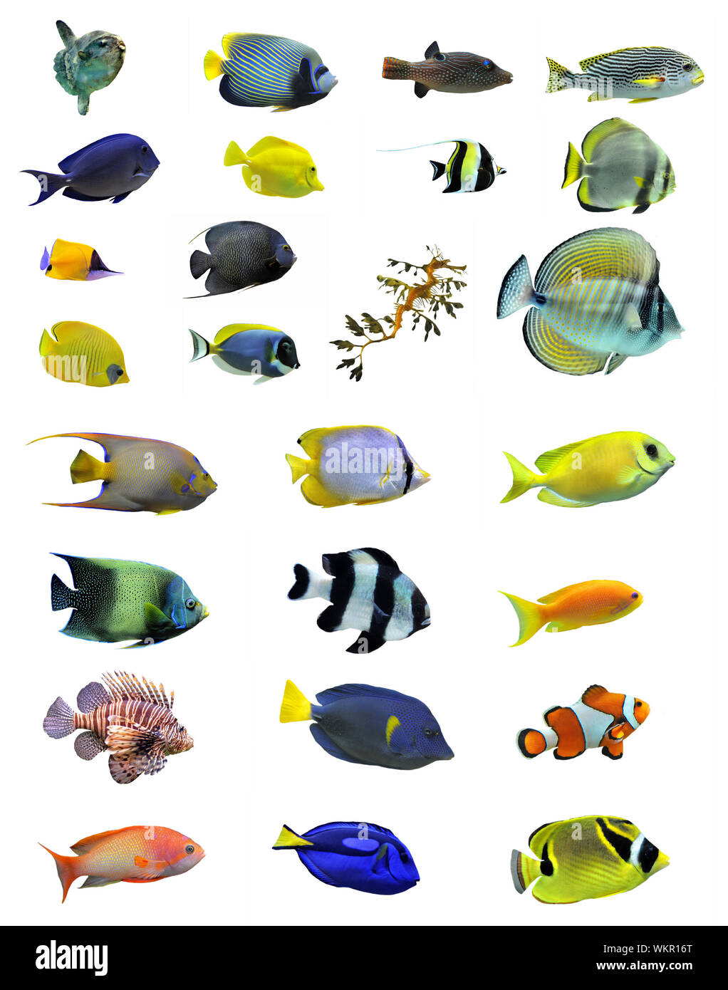 group of saltwater fishes on a white background Stock Photo