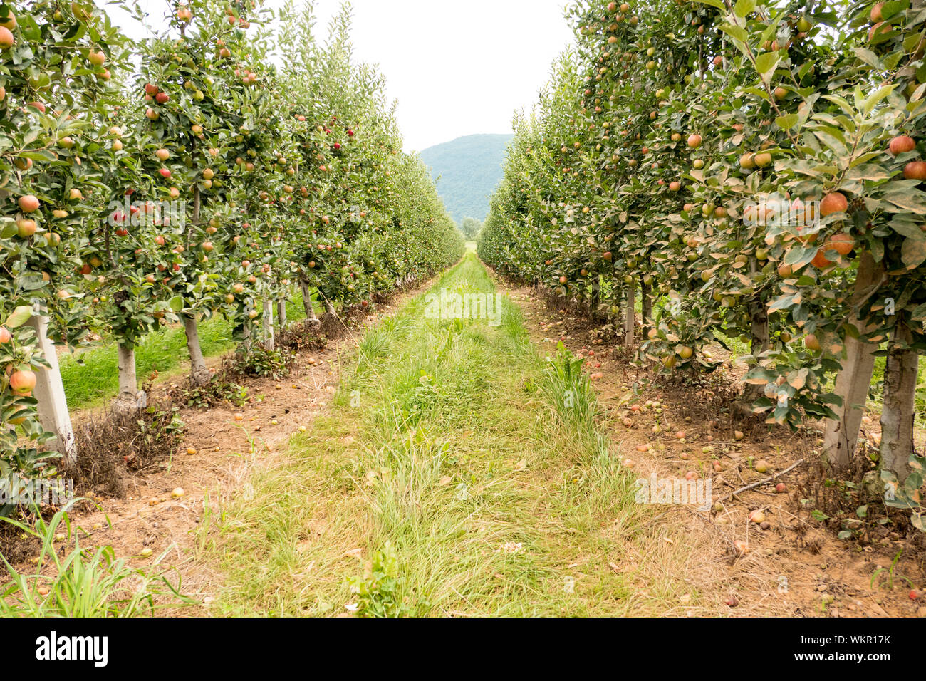 apple farm in countryside europe Stock Photo Alamy