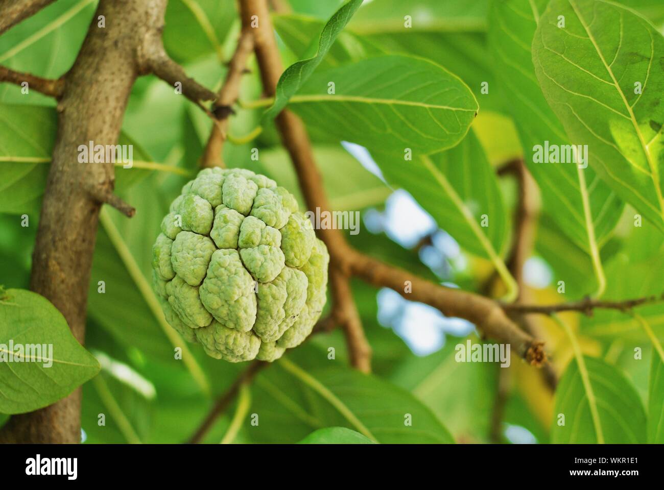Custard apple tree view hires stock photography and images Alamy