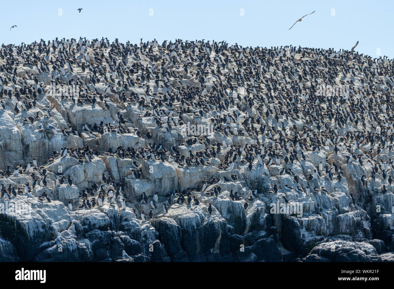 Seabird Colony on Farne Islands Stock Photo