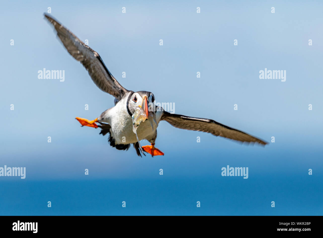 Puffin (Fratercula arctica), Flying with Fish Stock Photo
