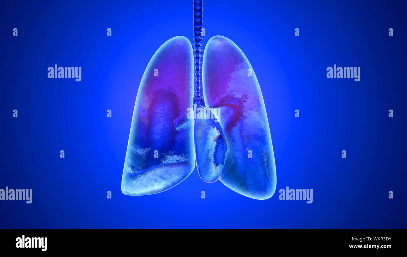 3D illustration of human lungs filled with Oxygen Stock Photo Alamy