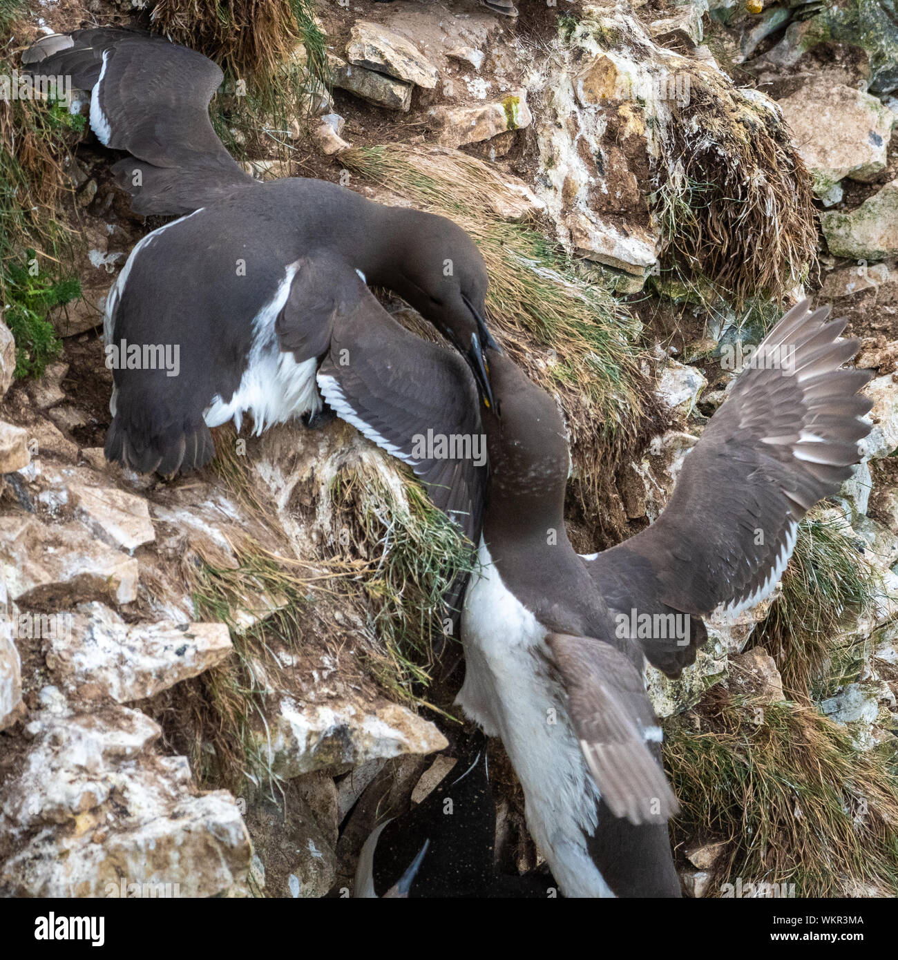 Pair of Guillemots Fighting on Cliff Stock Photo