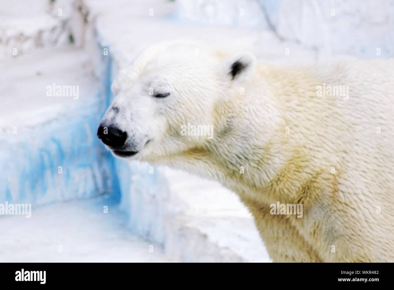 Polar Bear In Zoo In Winter Stock Photo