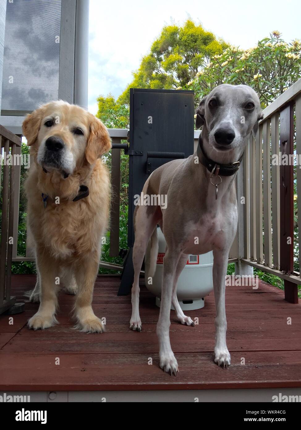 Whippet Portrait High Resolution Stock Photography And Images Alamy