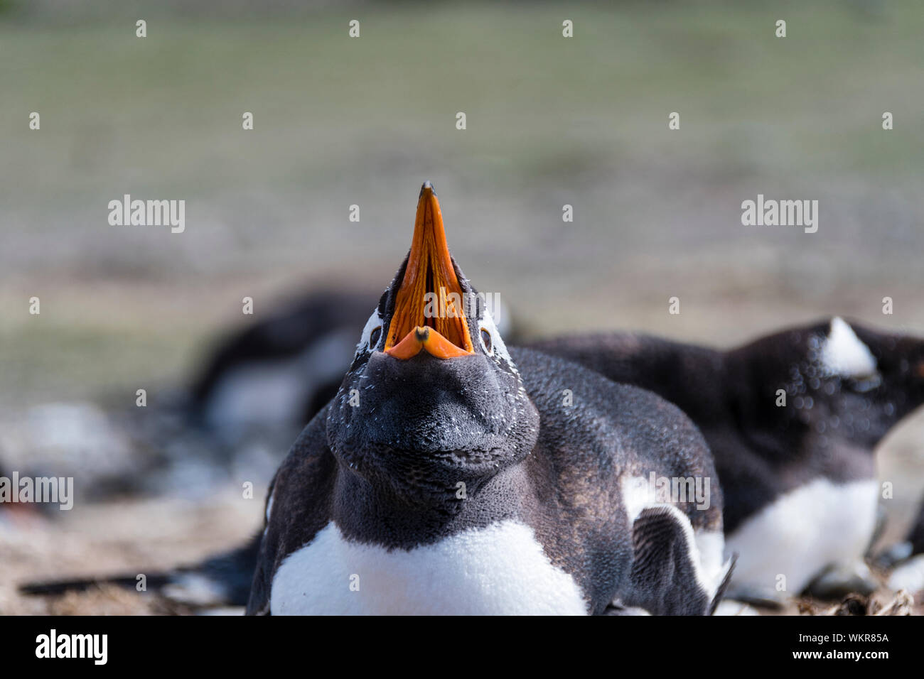 Gentoo Penguin, Pygoscelis papua, calling with mouth open, Sea Lion Island, in the Falkland Islands, South Atlantic Ocean Stock Photo