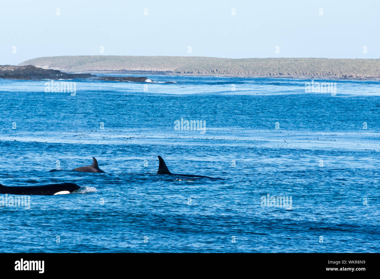 Orcas or Killer Whales, hunting on the coast of Sea Lion Island, in the Falkland Islands, South Atlantic Ocean Stock Photo