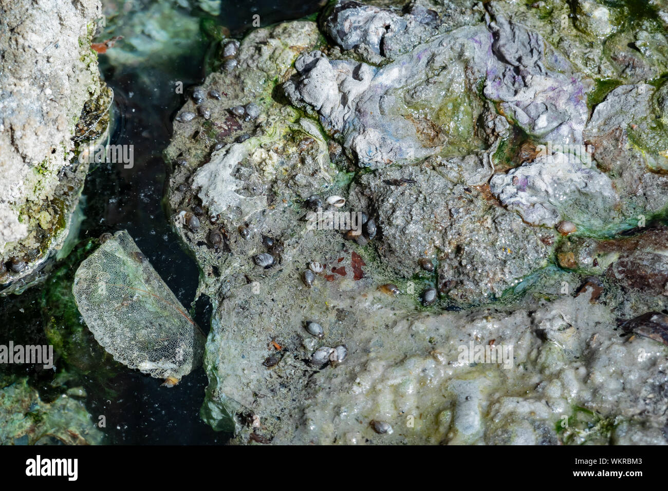 Many Banff snail in the Cave and Basin National Historic Site at Banff