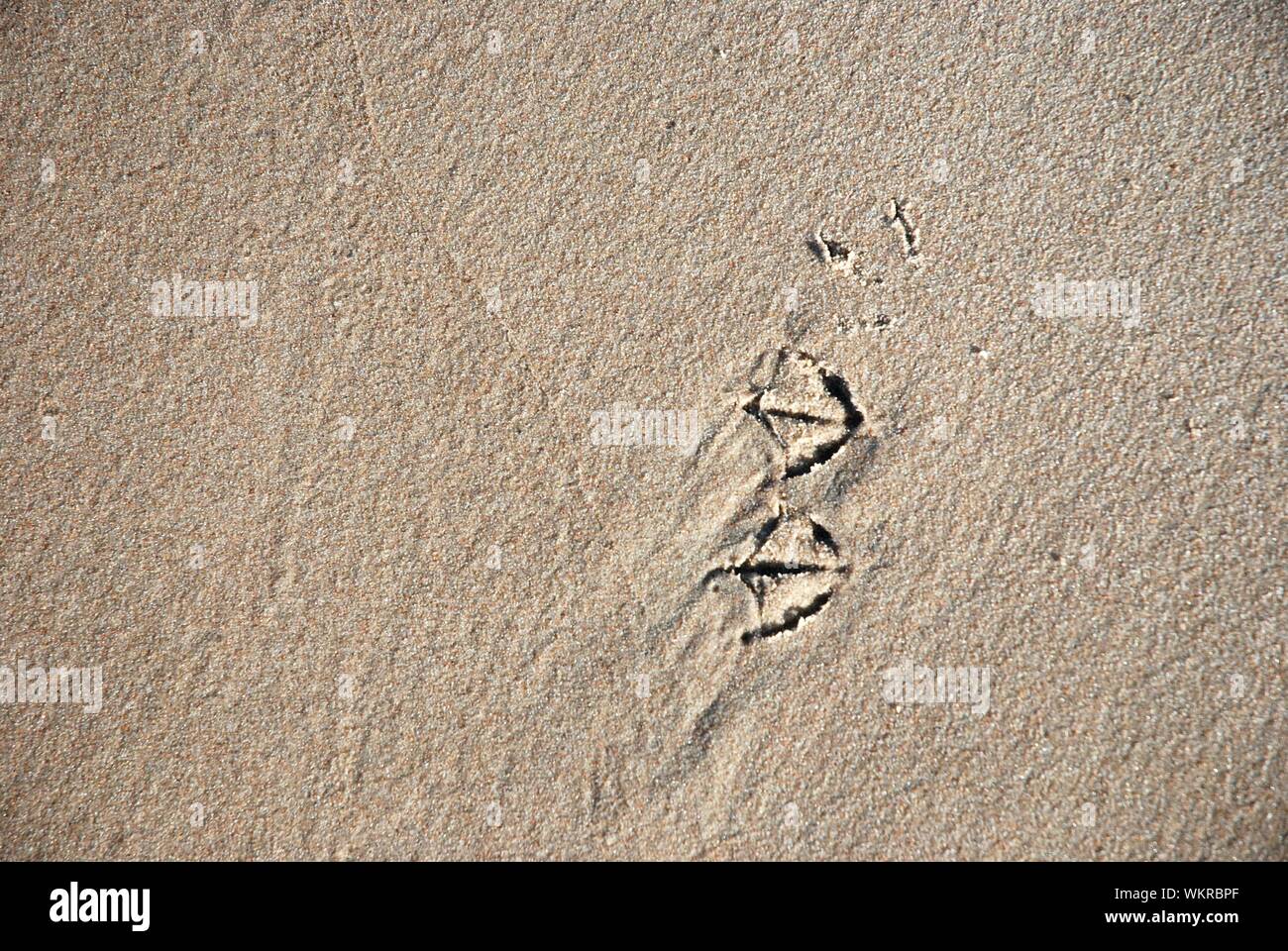 Bird footprint hi-res stock photography and images - Alamy