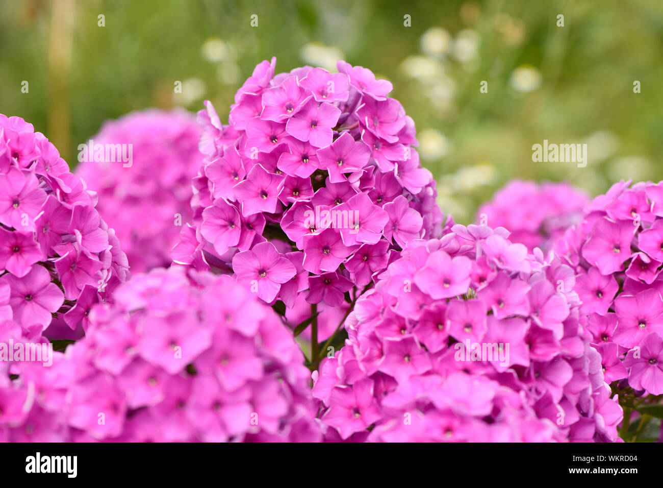 Violet flowers of phlox (Phlox douglasii) plant. High resolution photo. Stock Photo