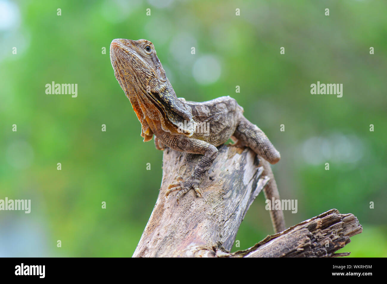 Close-up Of Frilled Lizard On Wood Stock Photo