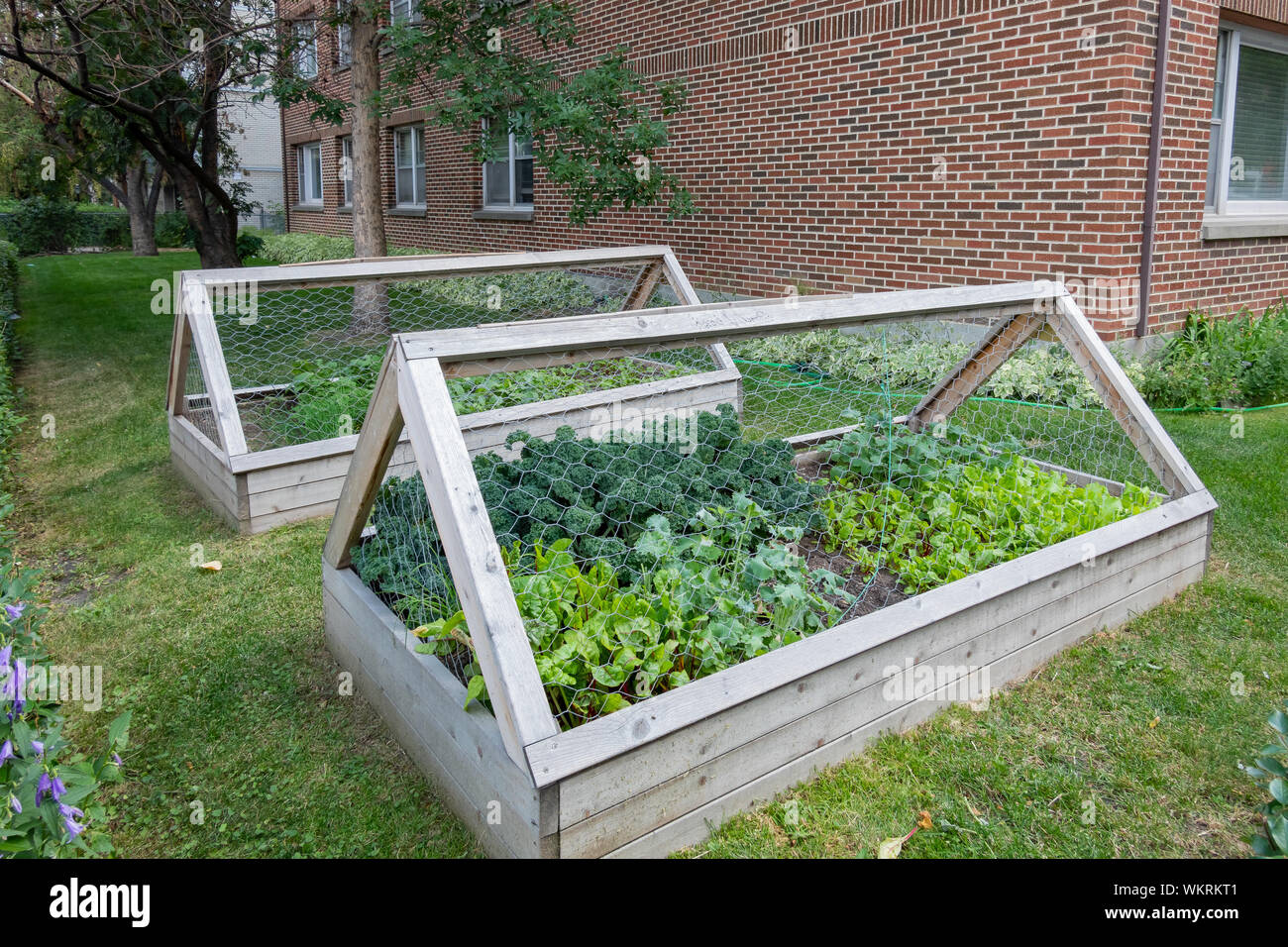 Morning view of a backyard garden cage with vegetable growing inside at Calgary, Canada Stock Photo