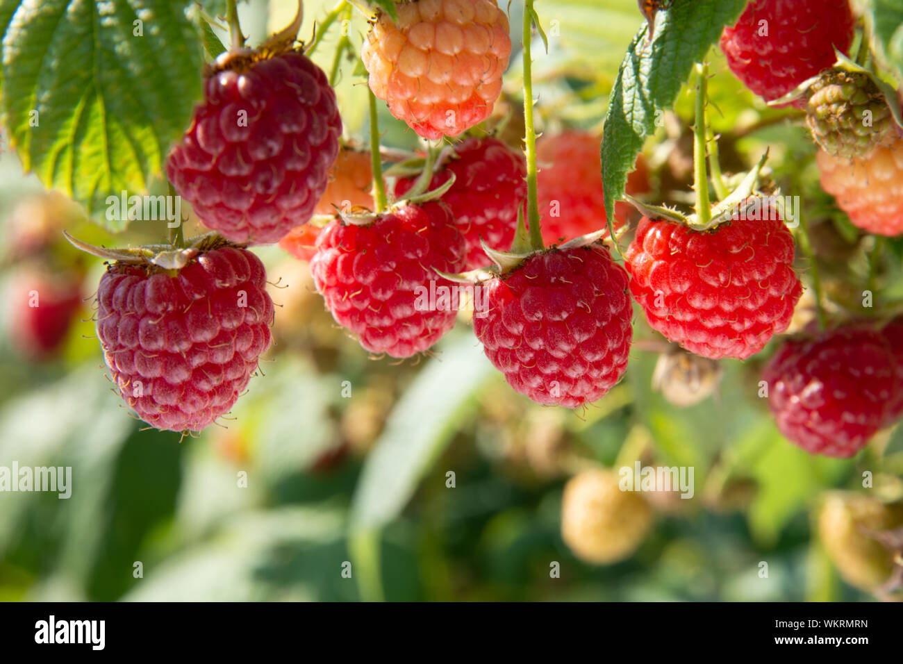 Branch of fall-bearing raspberry with many red berries Stock Photo