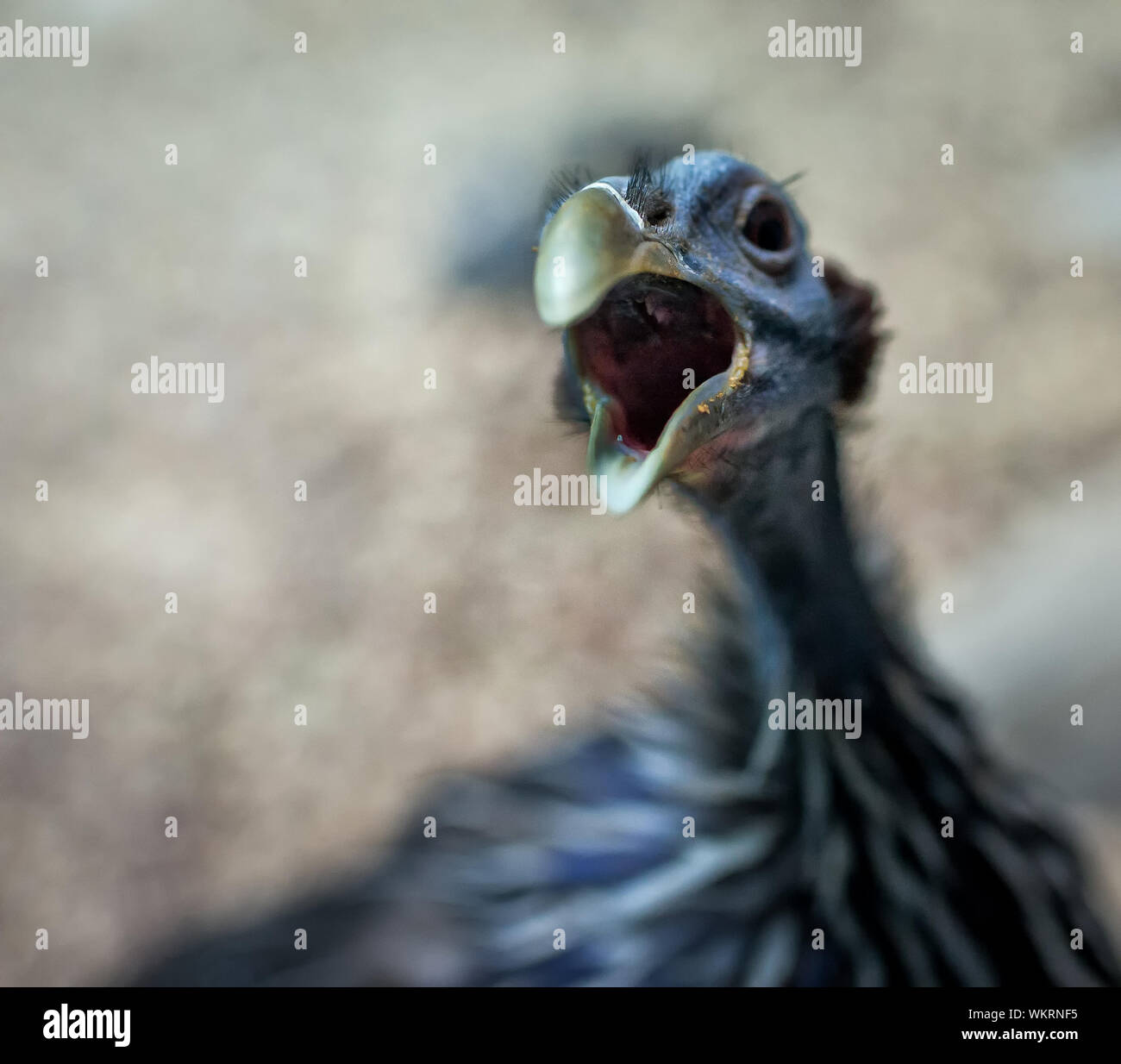 Open mouth bird hires stock photography and images Alamy