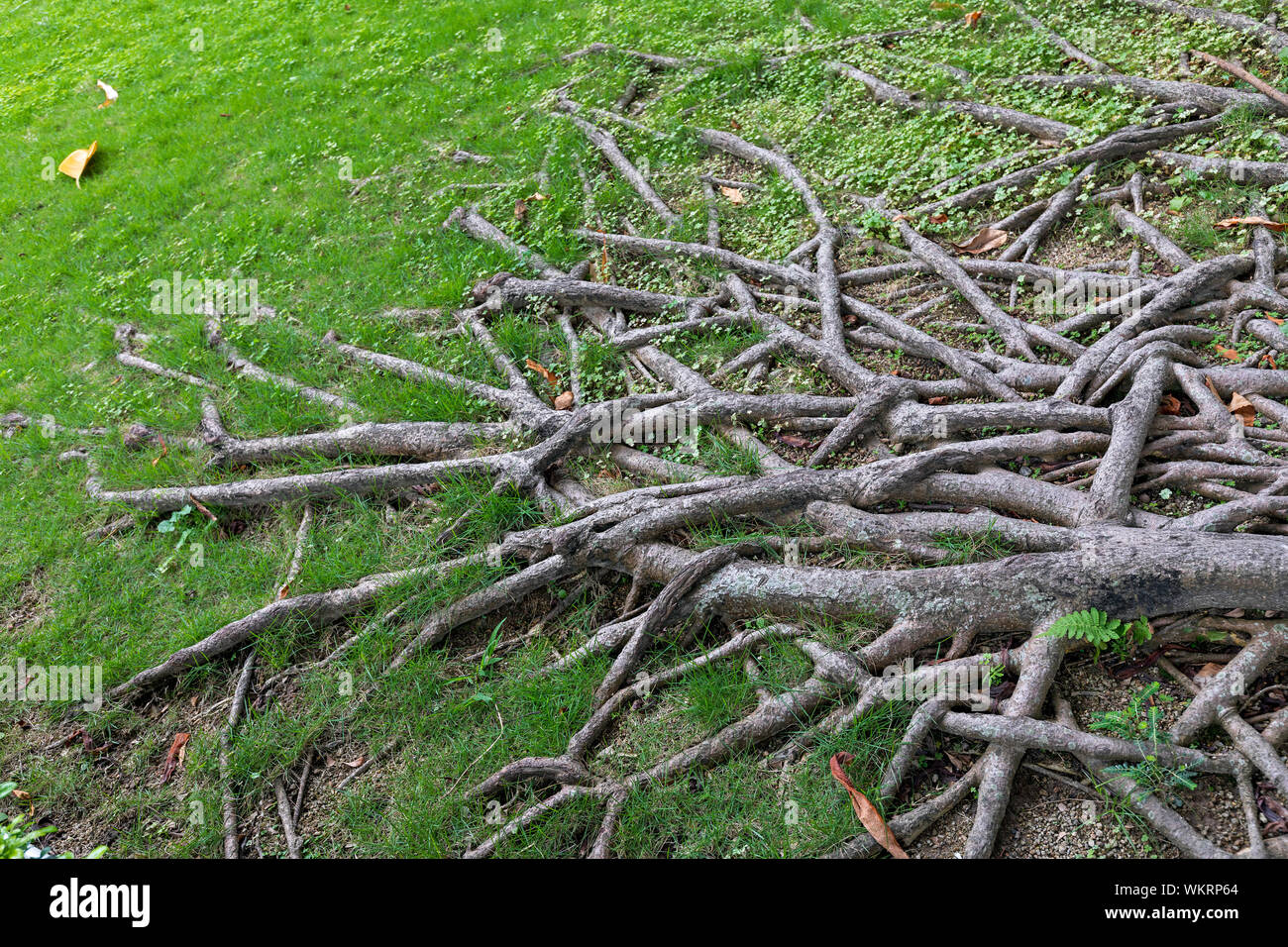 Tree Roots Spread Wide on Ground Surface Stock Photo - Alamy