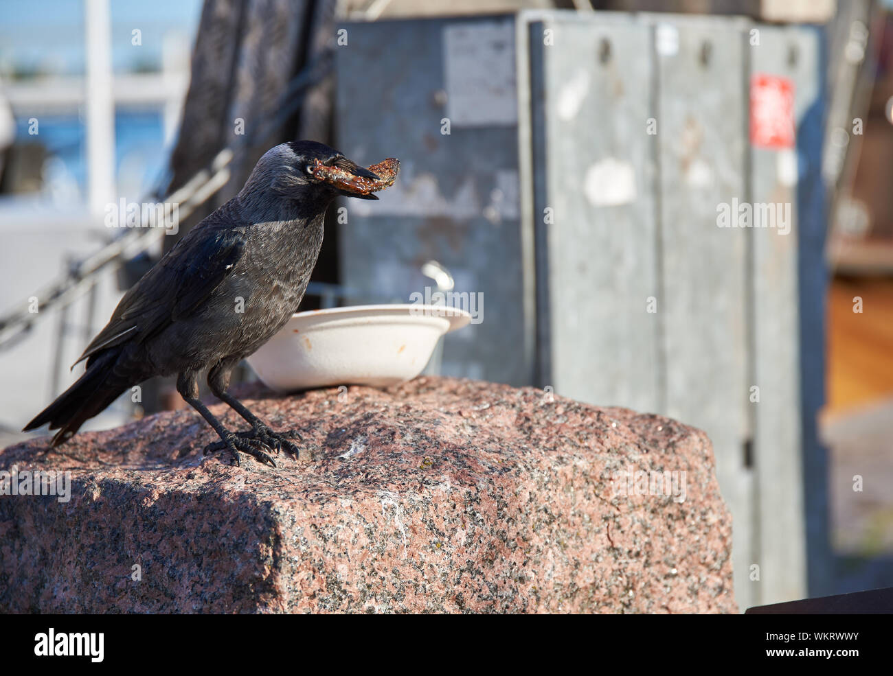 Crow eating fried leftover vendance from disposable paper plate on a stone in Marker Square (Kauppatori) in Helsinki, Finland on summer evening. Stock Photo
