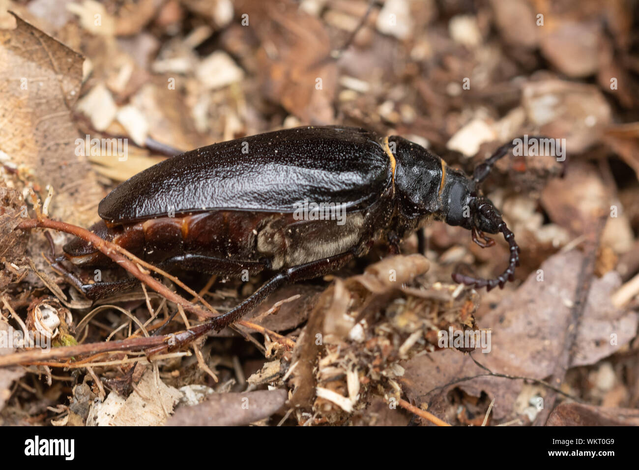Tanner beetle (Prionus coriarius), the largest longhorn beetle species in the UK Stock Photo