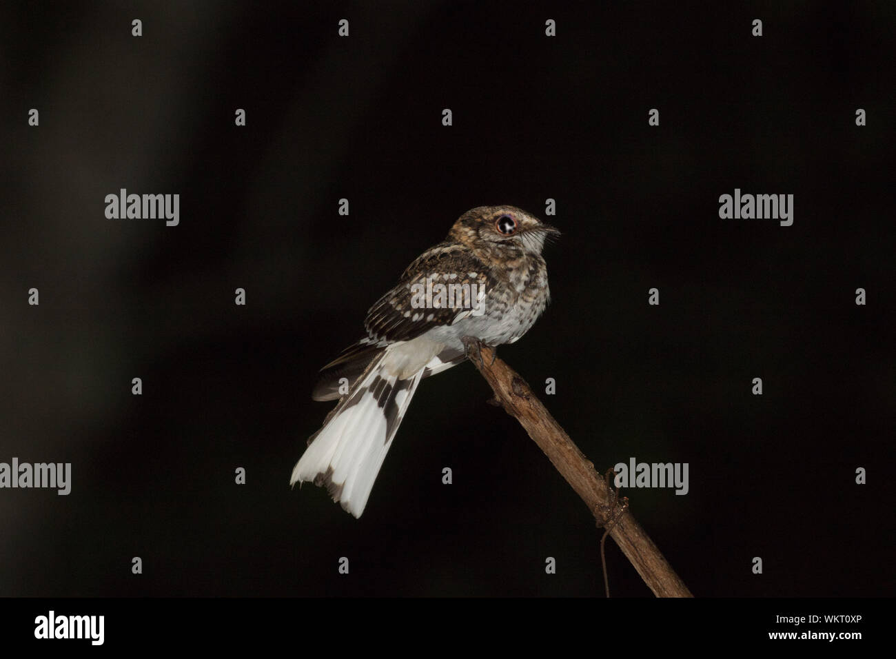 Whitetailed Nightjar (Hydropsalis cayennensis Stock Photo Alamy