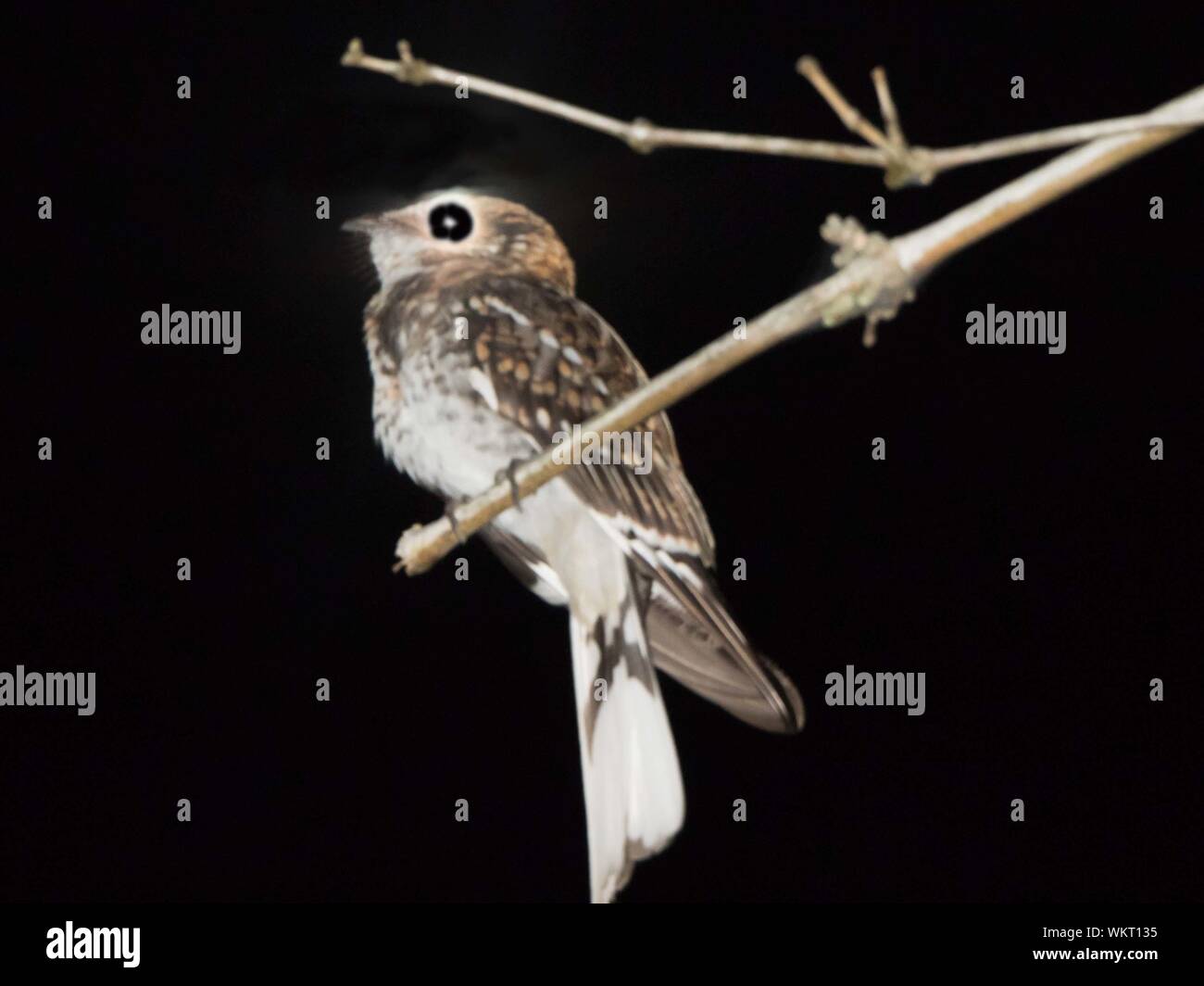 Whitetailed Nightjar (Hydropsalis cayennensis Stock Photo Alamy