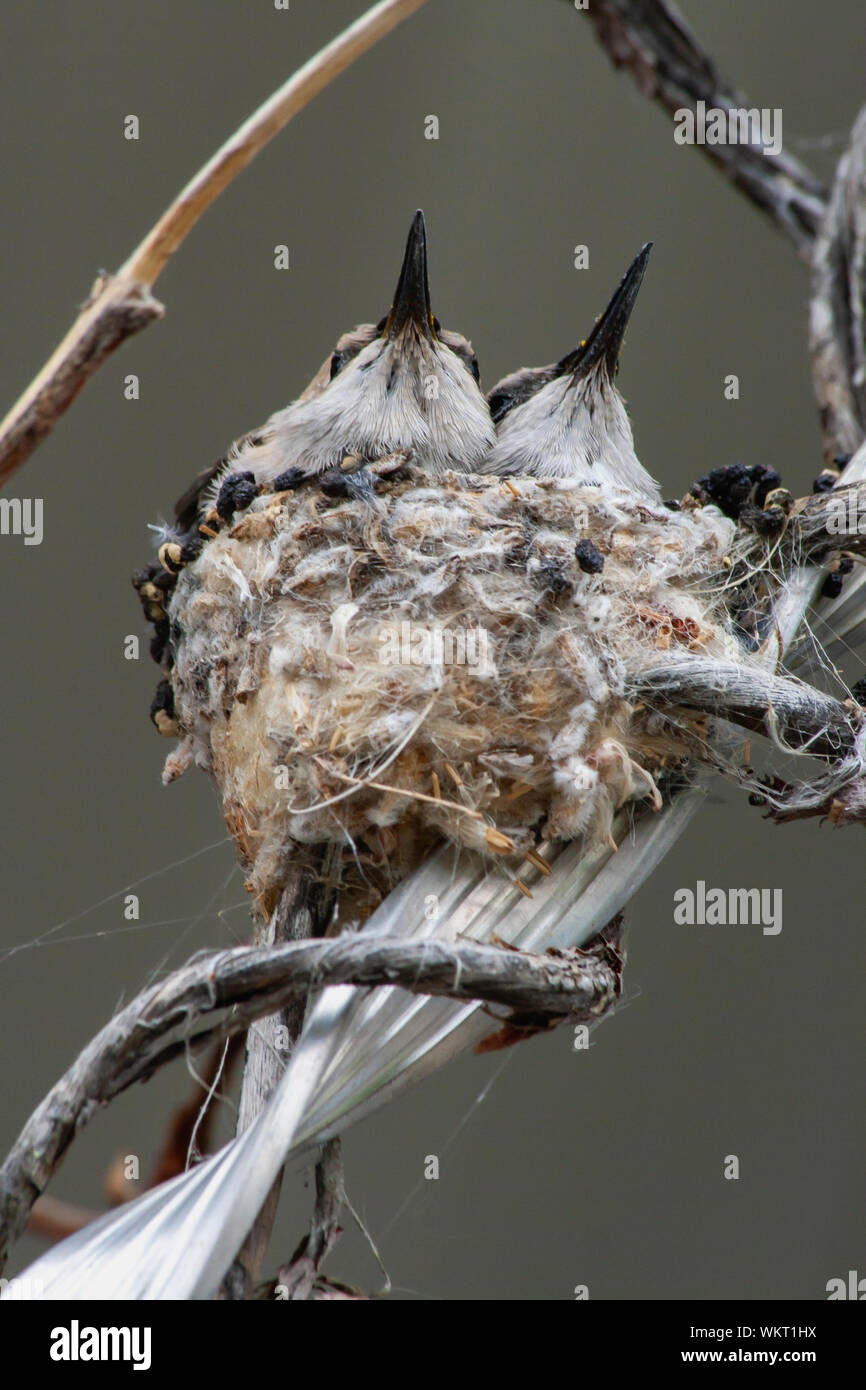 Baby Hummingbirds in a Nest in Utah Stock Photo