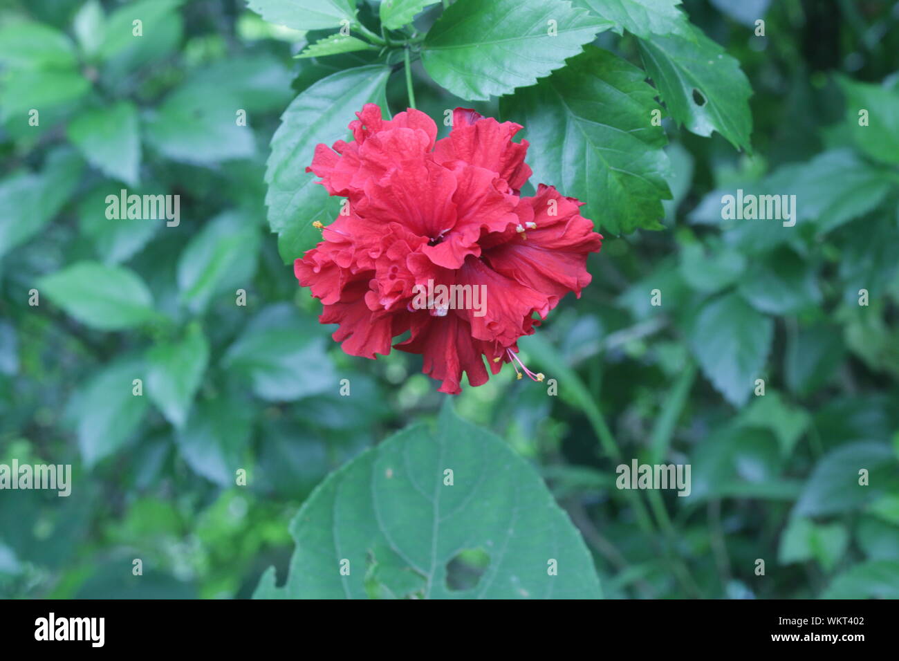 Natural jungle Flower Picture Background Stock Photo