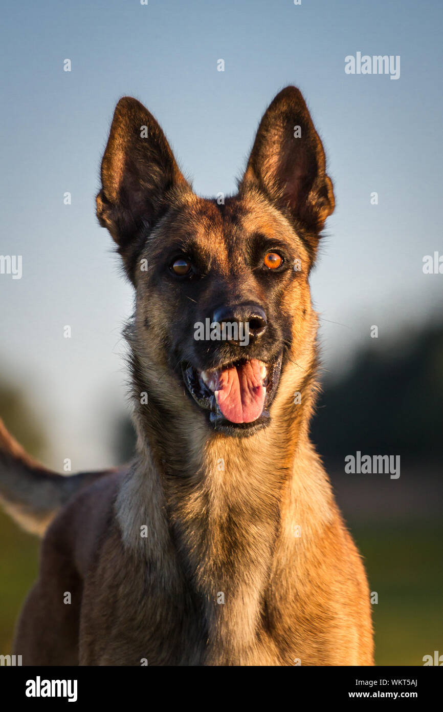 Portrait of a Belgian Malinois dog, at sunset Stock Photo