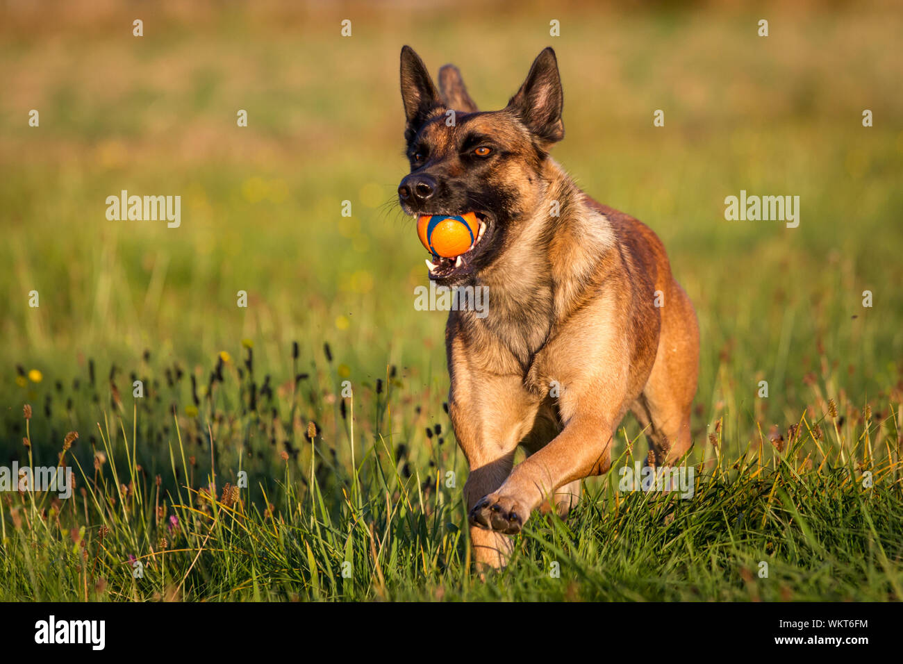 Belgian malinois running best sale speed