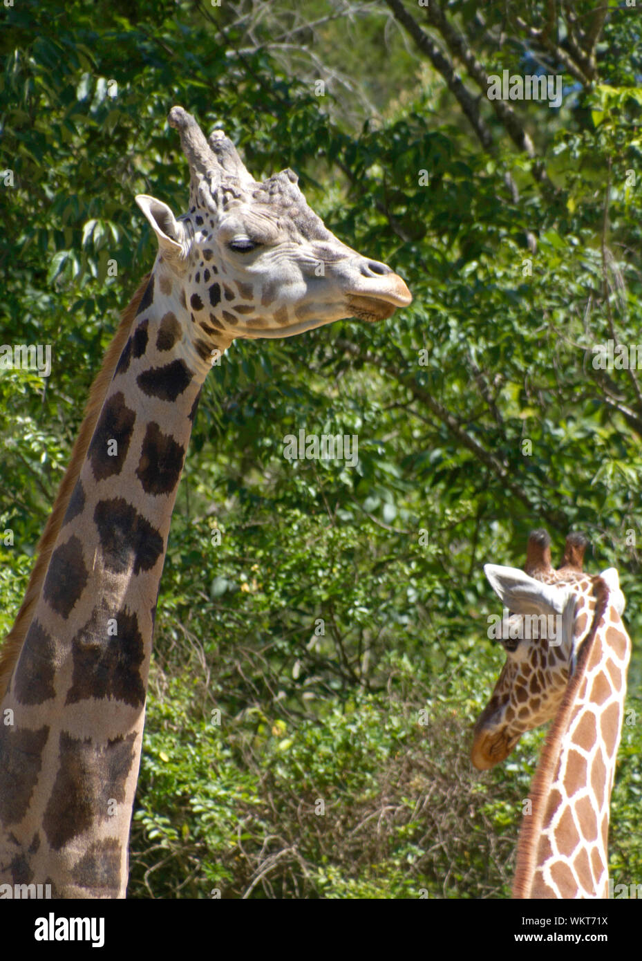 Close up of two long necked giraffes and their expressive faces under some trees on a sunny summer day Stock Photo