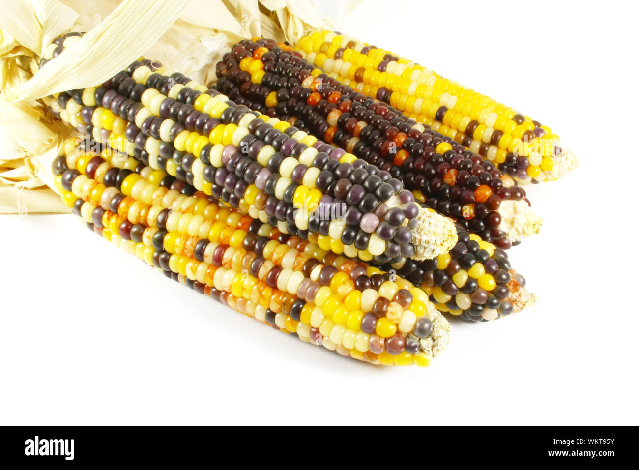 Indian Corn Isolated on a White Background Stock Photo