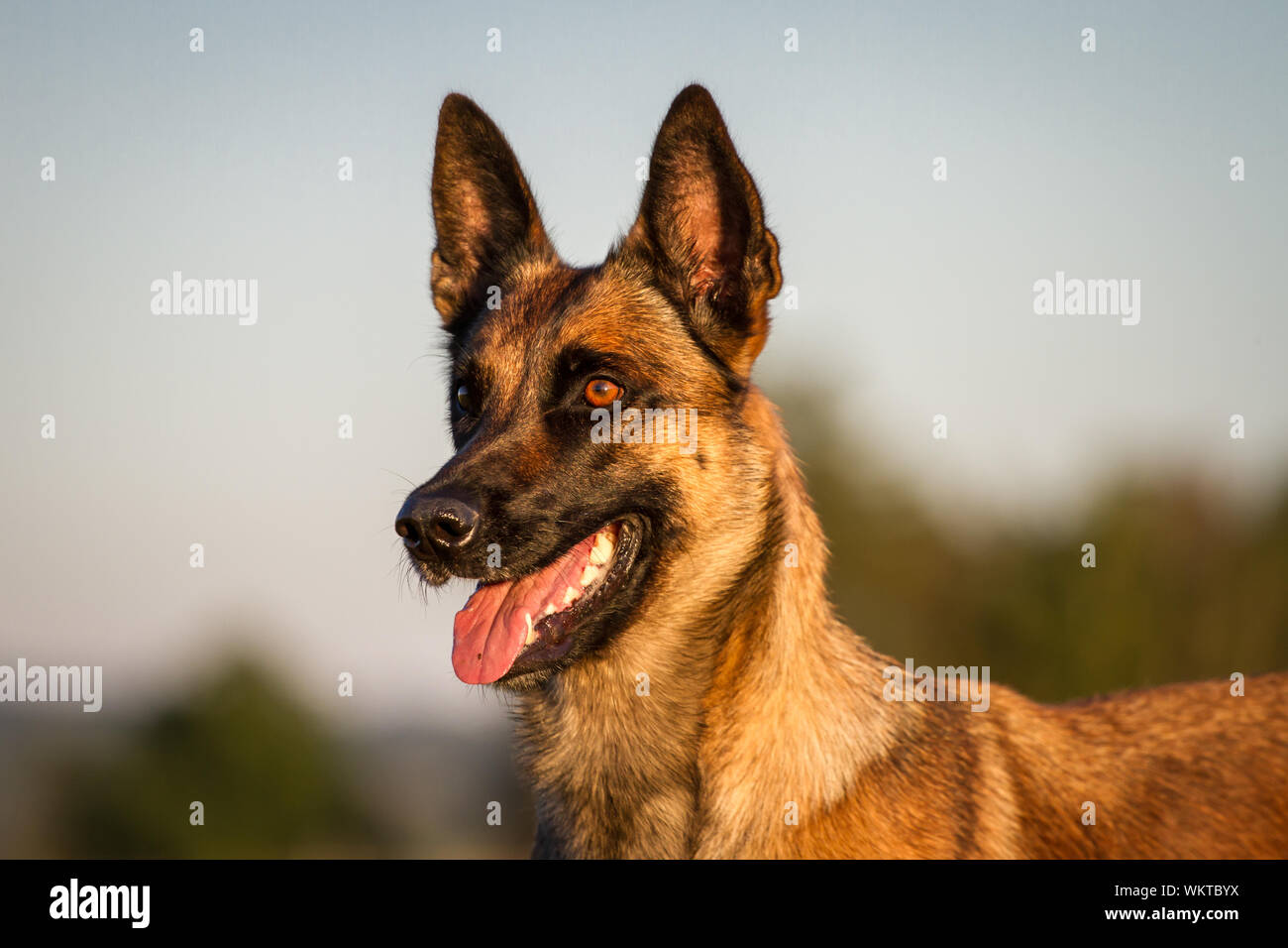 Portrait of a Belgian Malinois dog, at sunset Stock Photo