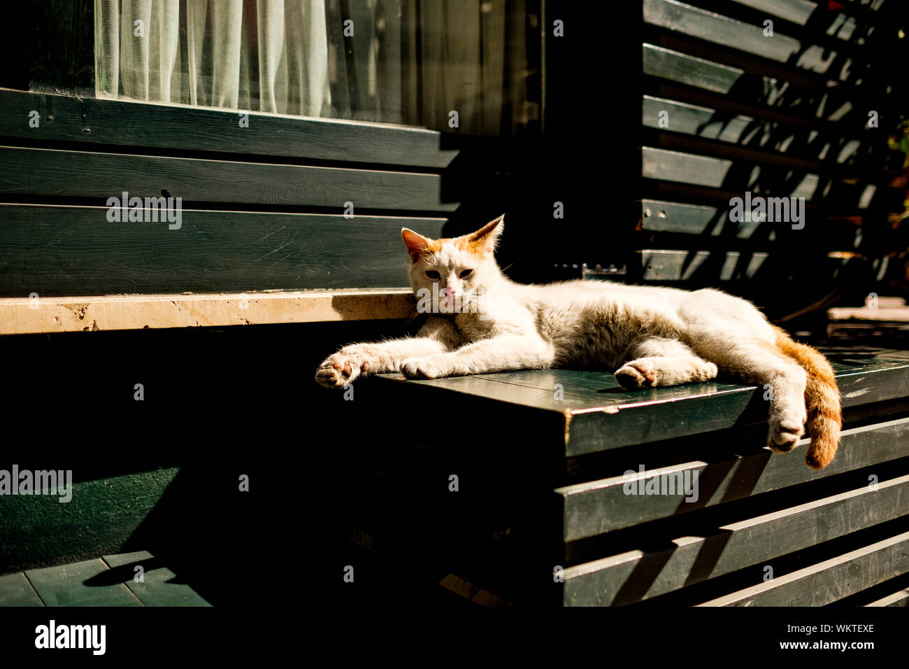 Sunbathing etching of cat in barn window cat