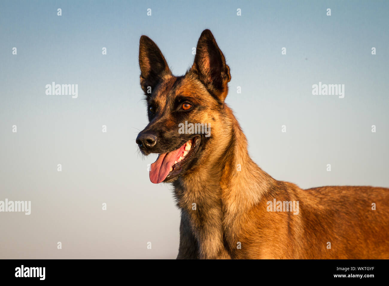 Portrait of a Belgian Malinois dog, at sunset Stock Photo