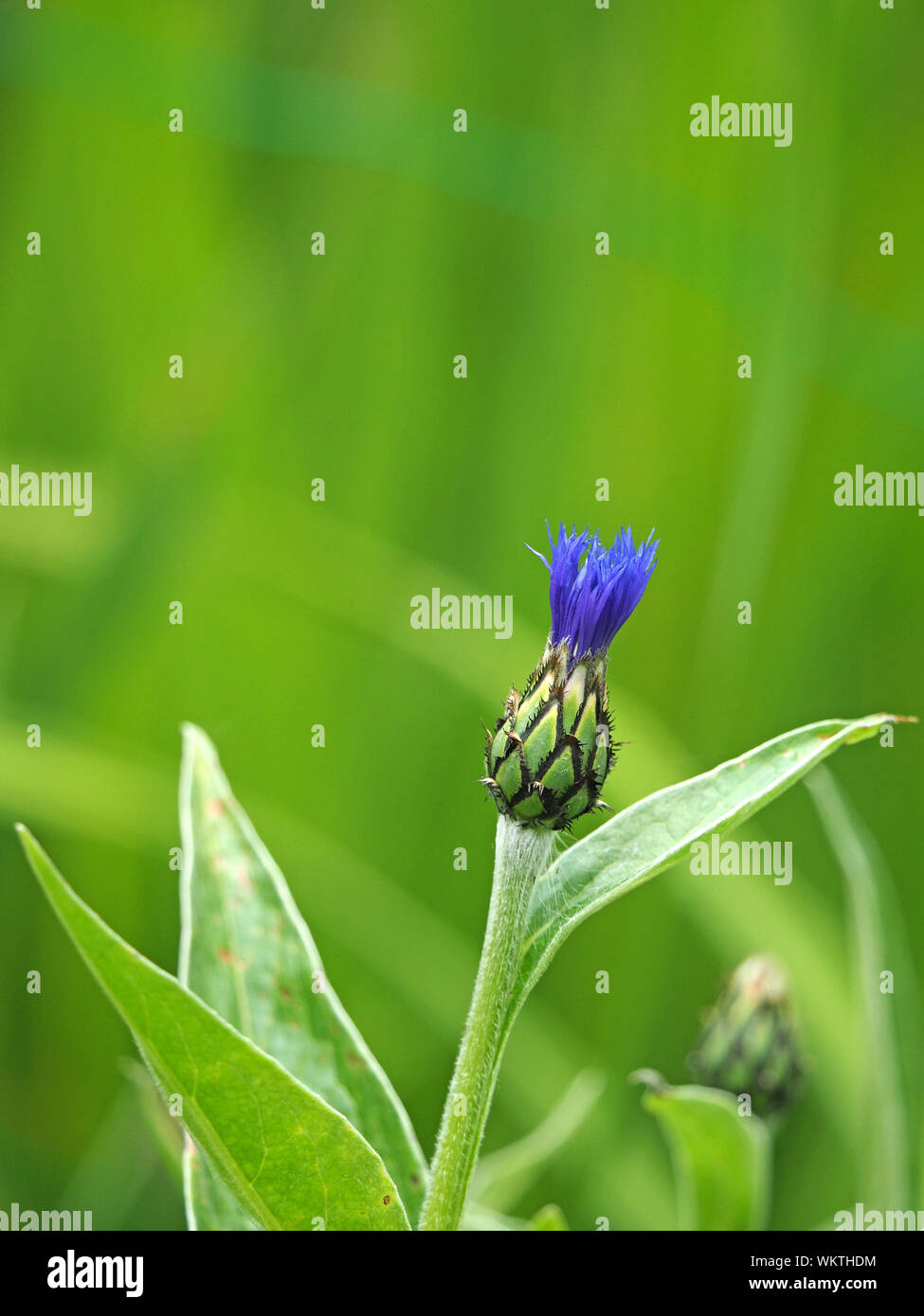 bright blue shoots of emerging flower of Cornflower or bachelor's