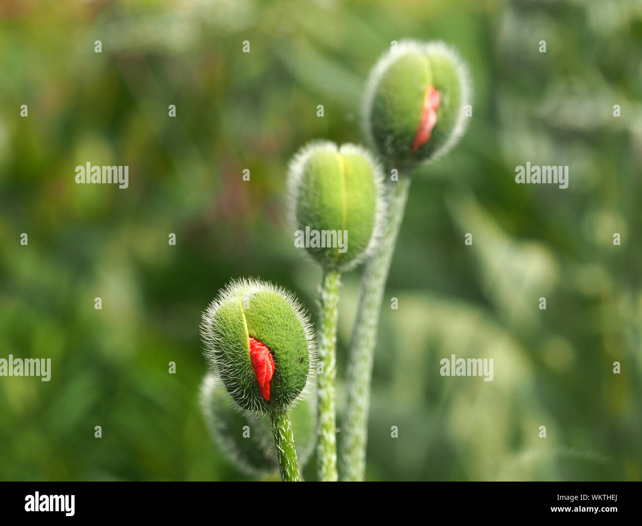 group of three red ornamental poppy flowers (Papaver orientale) two bursting out of their prickly buds in a garden in Cumbria, England, UK Stock Photo