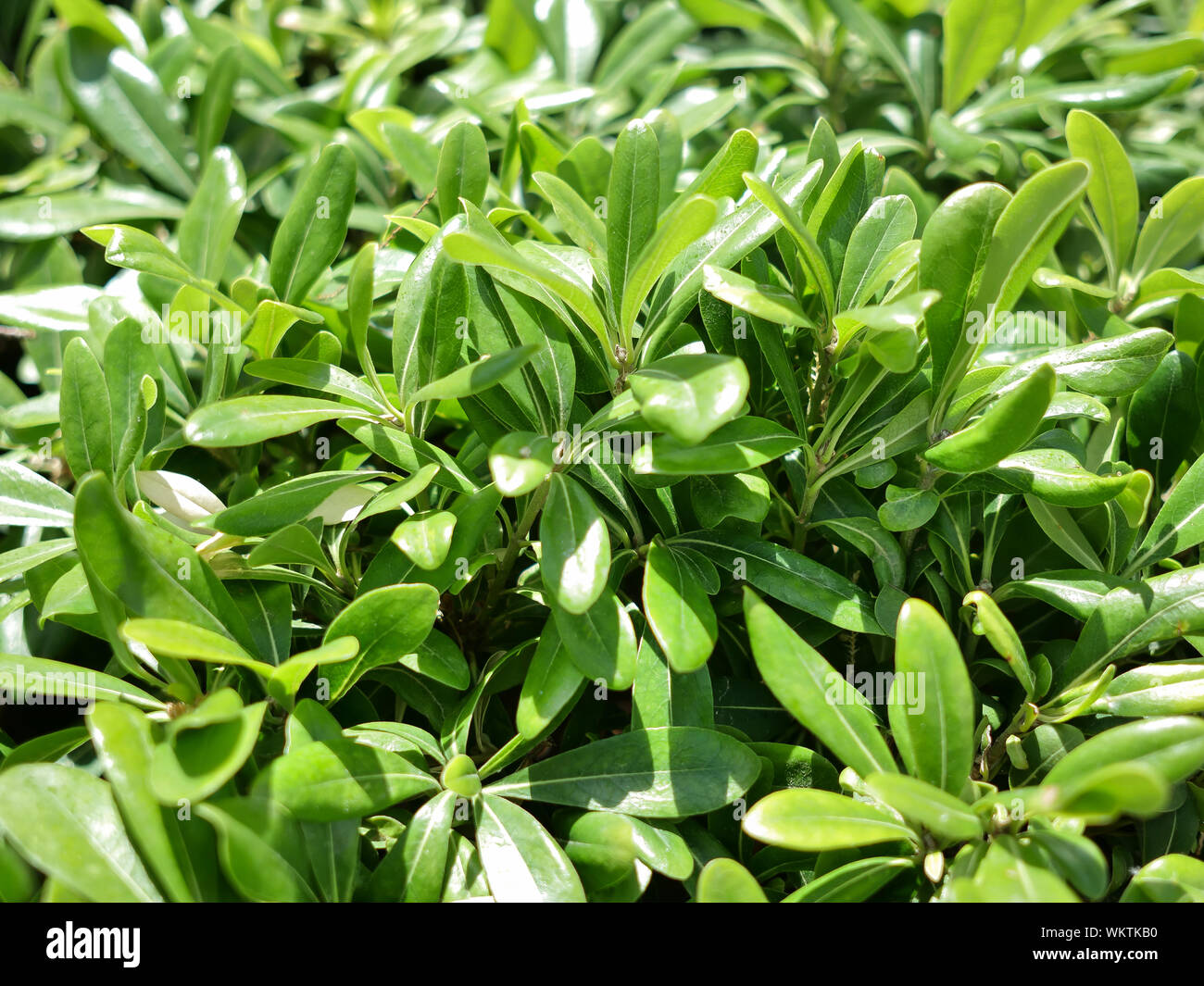 Young green leaves of the plant bush Pittosporum tobira, nature background Stock Photo