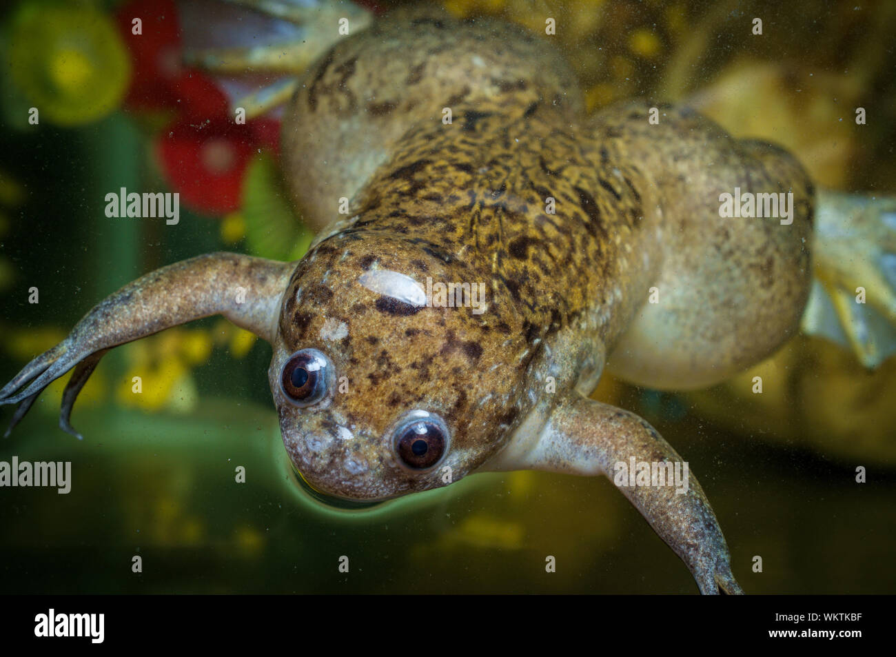 Large adult African clawed frog swimming in dirty water Stock Photo