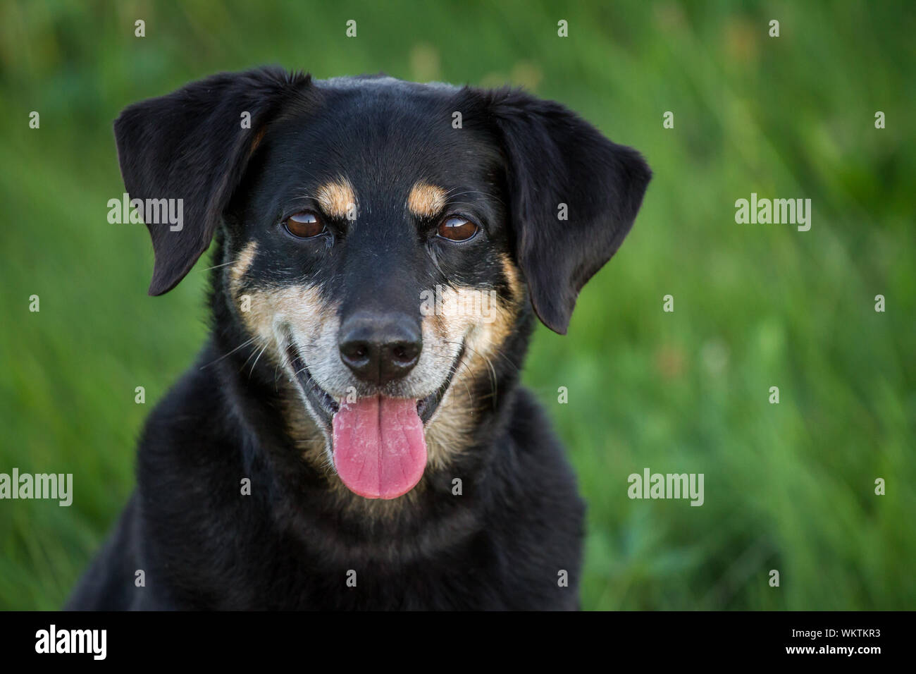 Austrian pinscher sitting hires stock photography and images Alamy