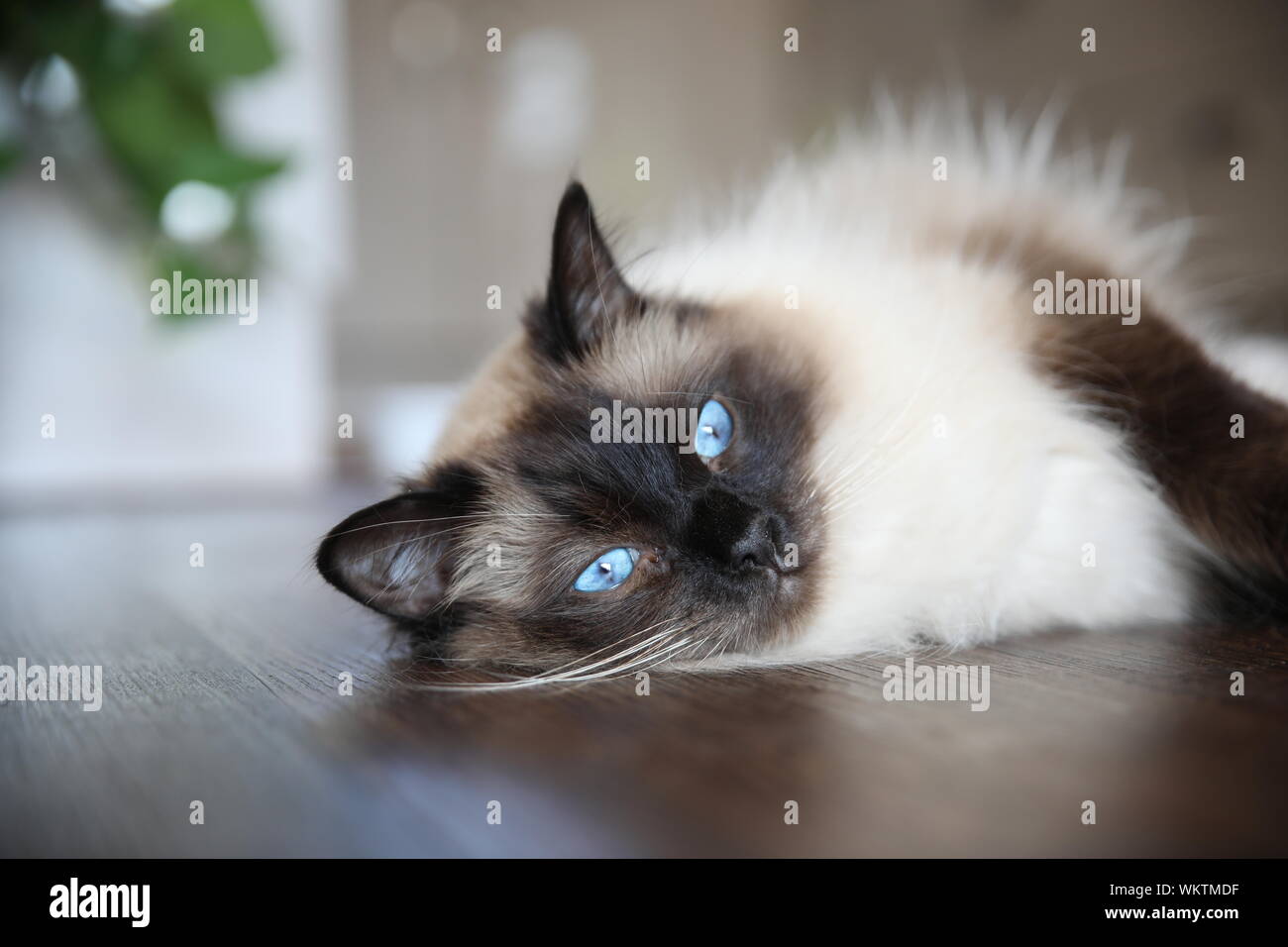 ragdoll house