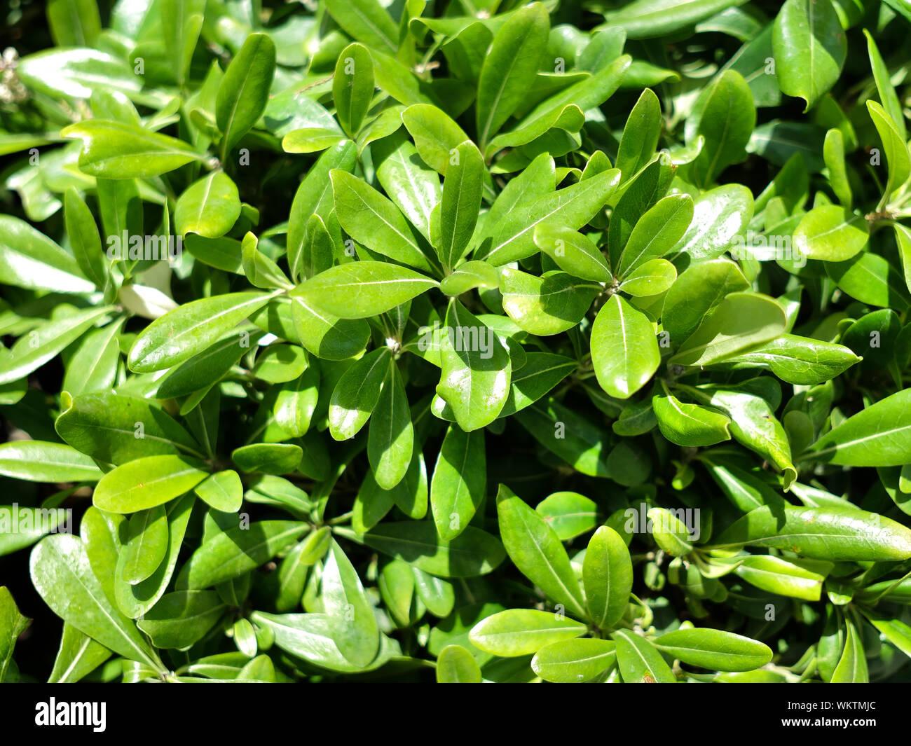 Young green leaves of the plant bush pittosporum tobira, closeup, nature background Stock Photo